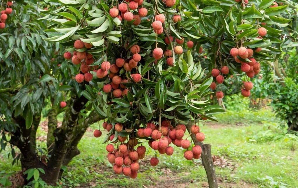 Vải trứng Hưng Yên