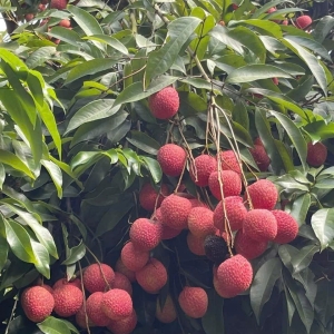 Chùm Vải chín và công dụng