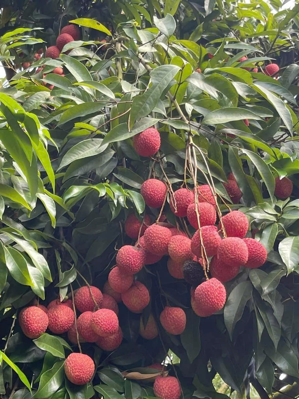 Chùm Vải chín và công dụng