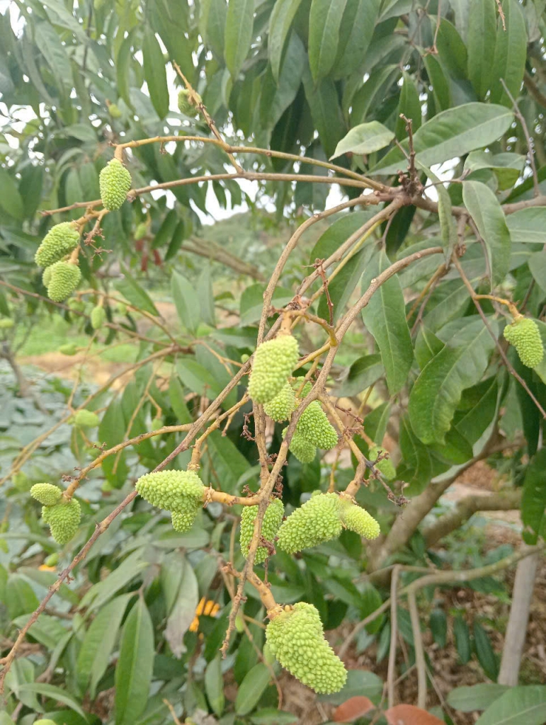 Vải trứng Hưng Yên