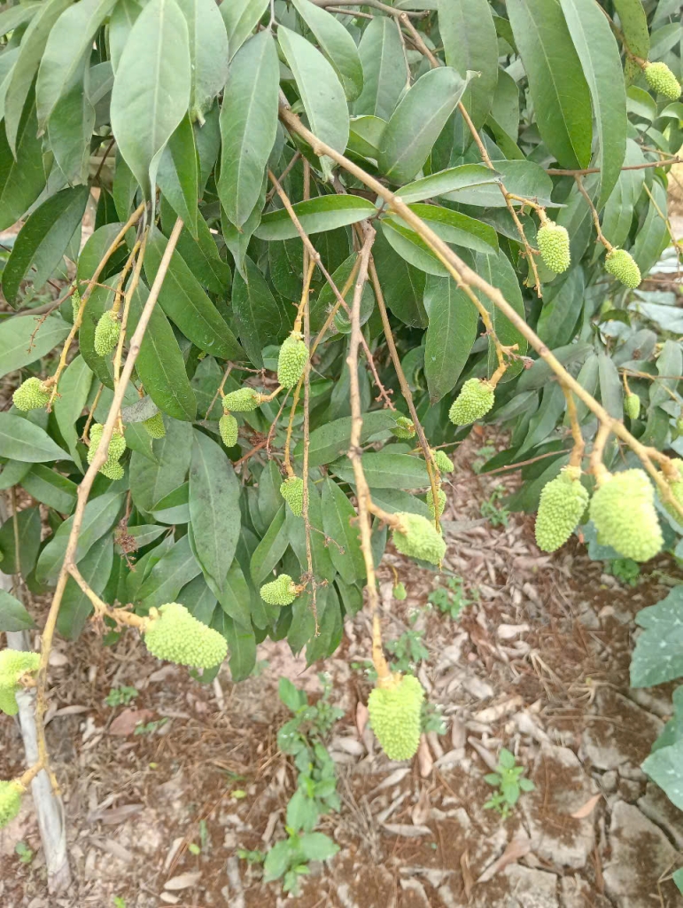 Vải trứng Hưng Yên
