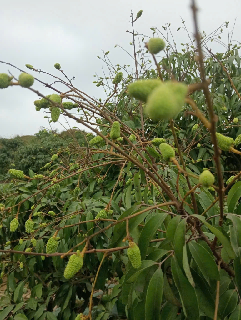 Vải trứng Hưng Yên