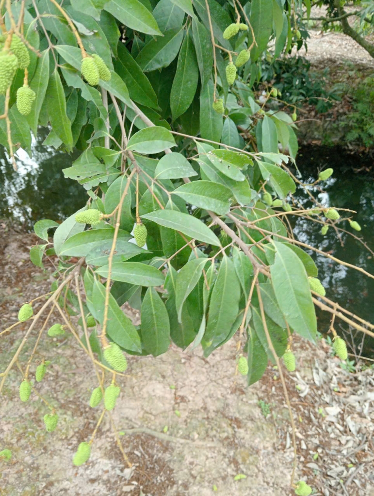 Vải trứng Hưng Yên