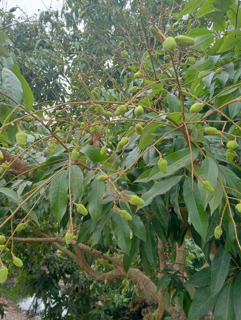 Vải trứng Hưng Yên