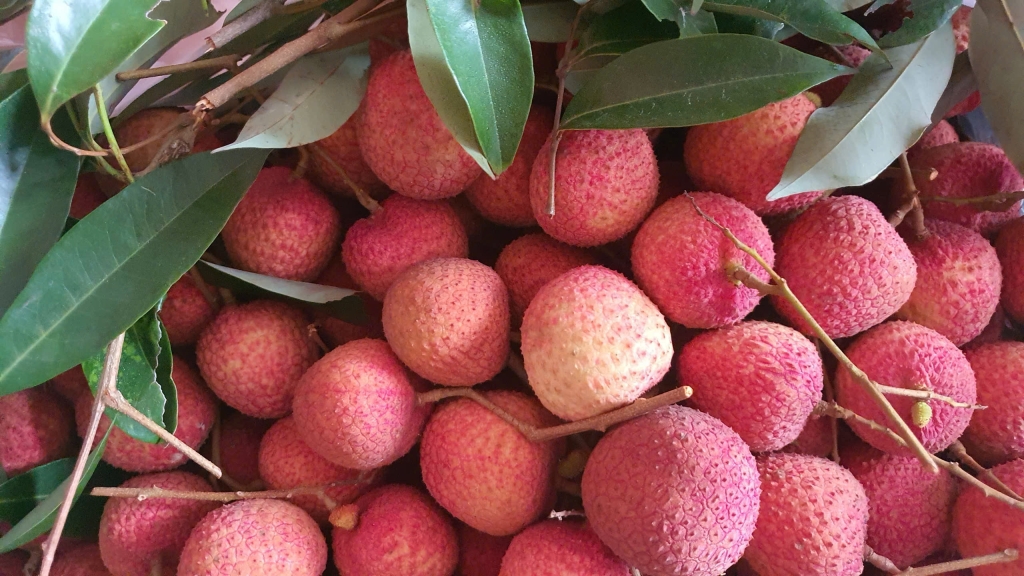 Vải trứng Hưng Yên