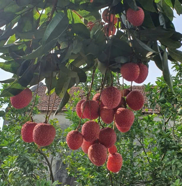 Vải trứng Hưng Yên