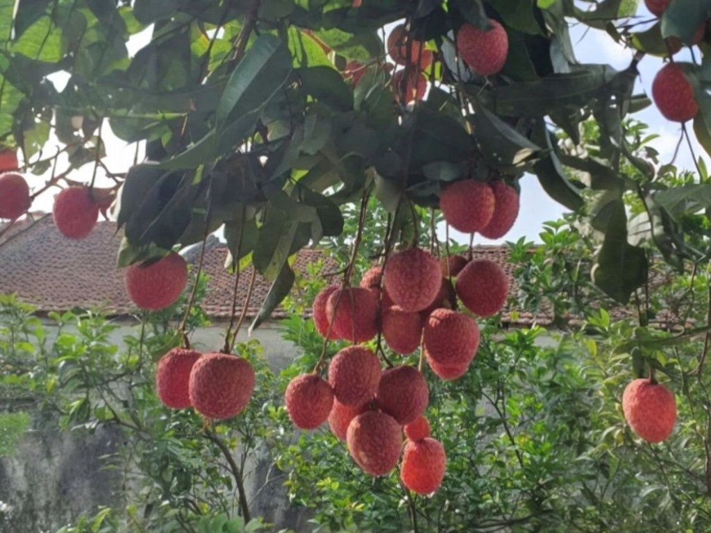 Vải trứng Hưng Yên