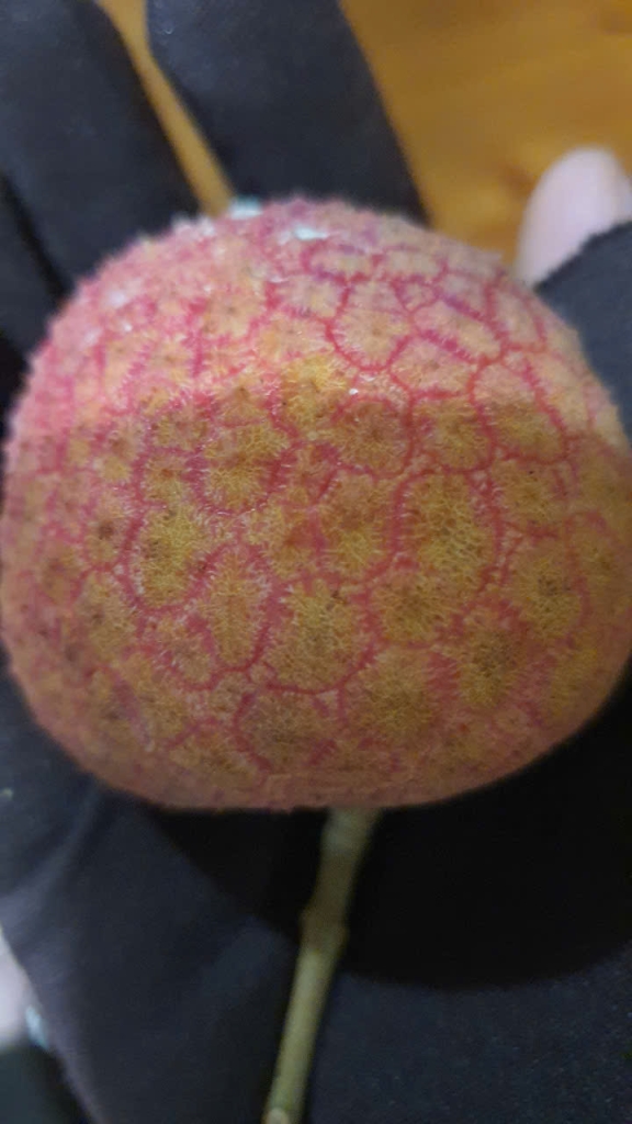 Vải trứng Hưng Yên