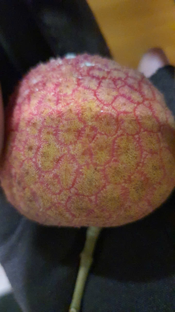 Vải trứng Hưng Yên