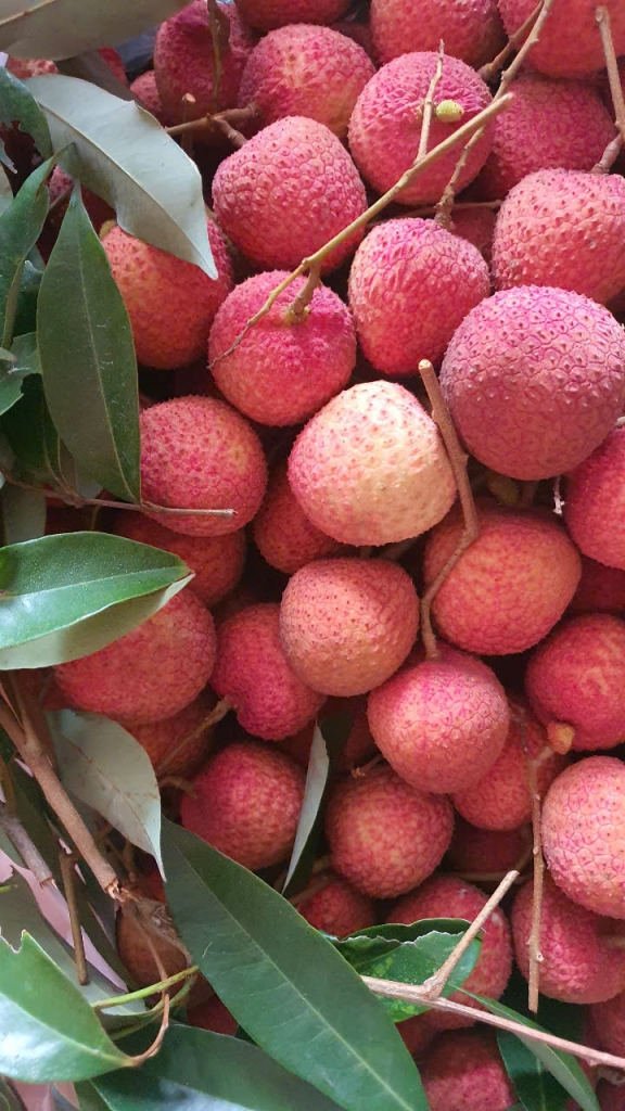 Vải trứng Hưng Yên