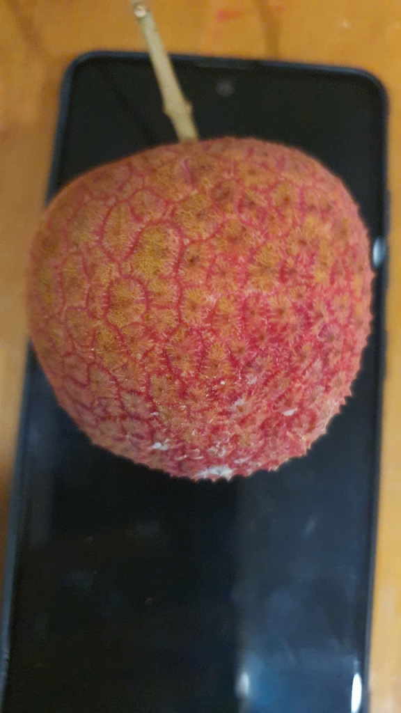 Vải trứng Hưng Yên