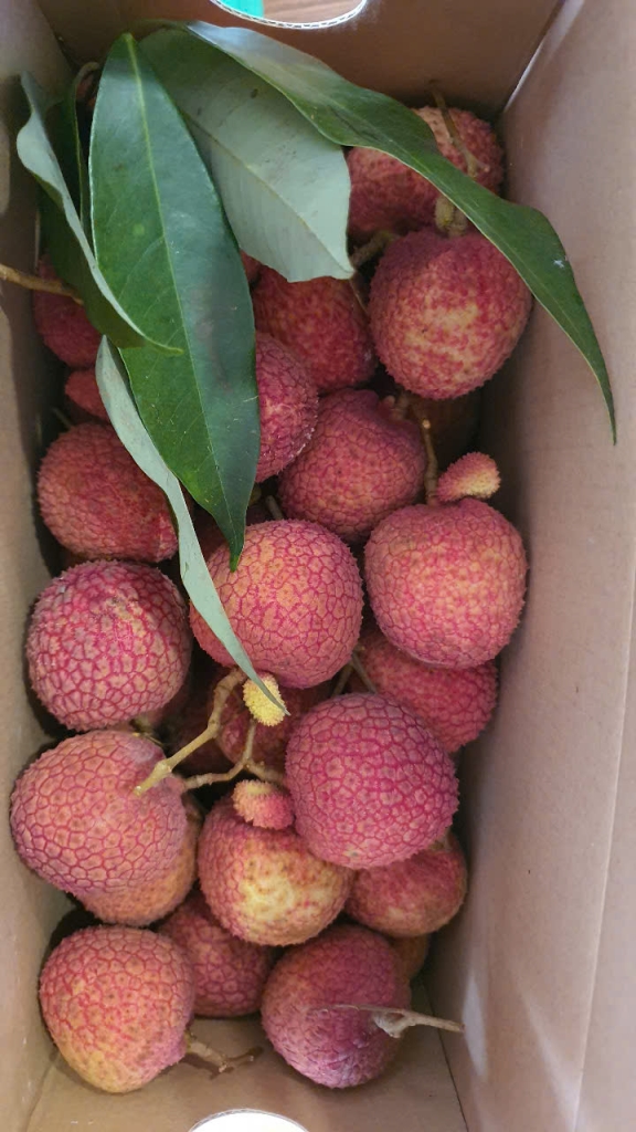 Vải trứng Hưng Yên