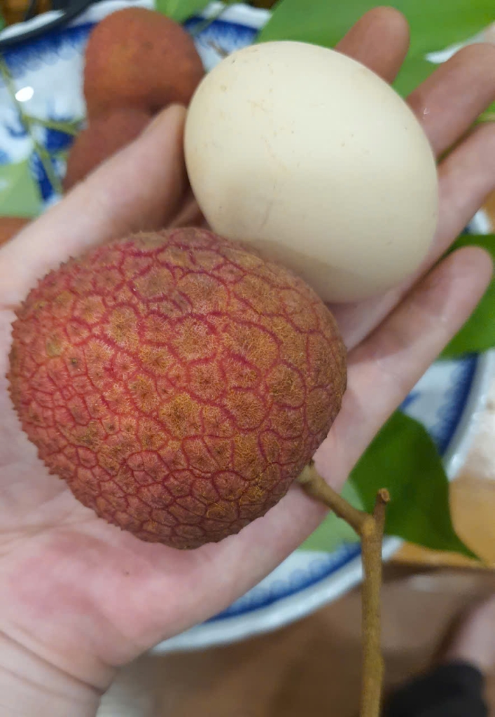 Vải trứng Hưng Yên