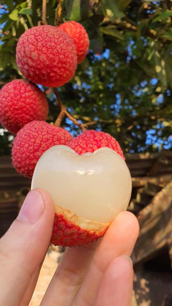 Vải trứng Hưng Yên