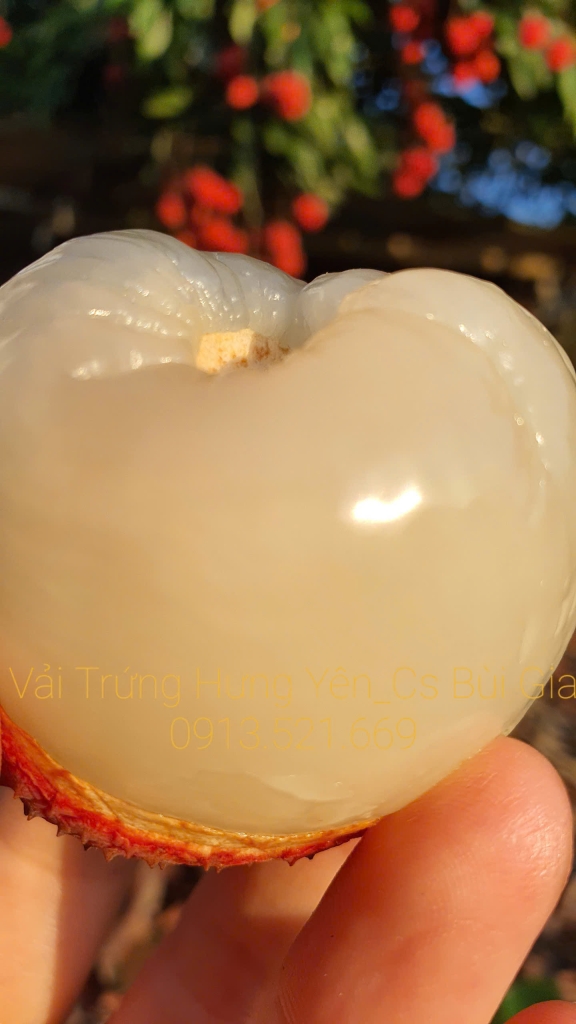 Vải trứng Hưng Yên