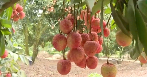 Vải Trứng Hưng Yên - Thời điểm được thu hoạch