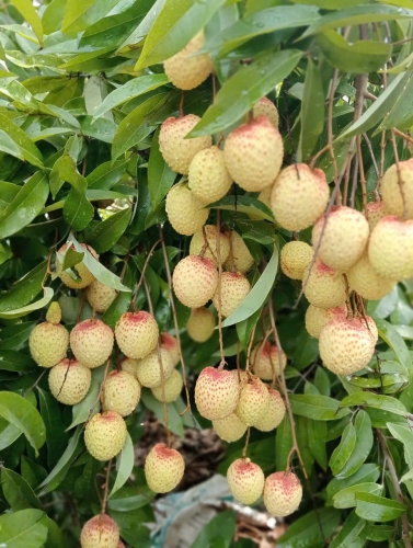 Vải Trứng đang thời nuôi trái, chuẩn bị được thu hoạch.