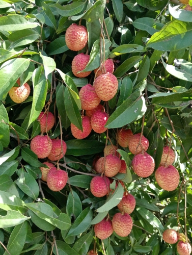 Vải Trứng Hưng Yên bắt đầu chín