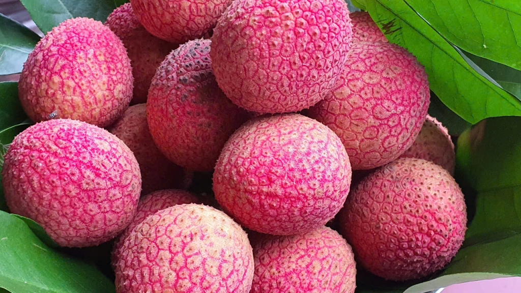 Vải trứng Hưng Yên