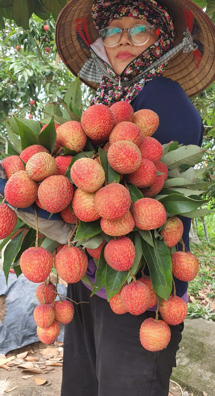 Vải Trứng Ba Đông